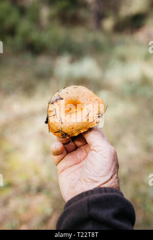 Close-up of senior man champignons trouvés Banque D'Images