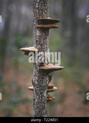Close up de champignons poussant sur un tronc d'arbre Banque D'Images