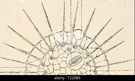 Image d'archive à partir de la page 27 de Die Zelle Gewebe und die Zelle und Gewebe. Grundzüge der Allgemeinen und Anatomie Physiologie diezelleunddiege01hert Année : 1893-1898 14 Zweites Capitel. Insectenei Dottermasse eine zusammenhängende unique dans sicii, welcher nur ihr Kern dans 2. 4. 8 und schliesslich dans Hunderte von Kernen vermehrt. Erst nach einiger Zeit zerfällt dann plötzlich die viel- Dottermasse kernige ce viel Stücke, als vorher Kerne dans ihr ge- bildet worden waren. Es liegt auf der Hand, dass das anscheinend 41 Ei nicht mit einem Schlage dans vielzellige- um die Bildung Banque D'Images