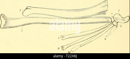 Image d'archive à partir de la page 29 des dinosaures d'Amérique du Nord Les dinosaures d'Amérique du dinosaursofnort00mars Année : 1896 154 DINOSAURES OP' AMÉRIQUE DU NORD. que maintenant, beaucoup des plus importants personnages du groupe peut-il déterminé avec certitude. L'AVANT ET LES MEMBRES postérieurs. Dans son état actuel, le modèle montre à la fois l'avant et des membres postérieurs en bonne conservation, des portions du Scapulaire arch, et appar- prudemment dans tout le bassin et le sacrum, vertèbre divers ?, côtes, et d'autres parties du squelette. Il est douteux que les parties du crâne sont suffisamment bien conservés pour l'autodétermination. Banque D'Images