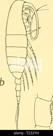 Image d'archive à partir de la page 85 des rapports de découverte (1934) rapports de découverte discoveryreports09inst Année : 1934 Banque D'Images