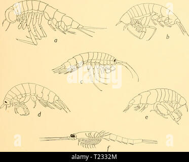 Image d'archive à partir de la page 86 des rapports de découverte (1934) rapports de découverte discoveryreports09inst Année : 1934 Banque D'Images