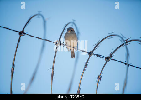 Sparrow bird sur du fil de fer barbelé Banque D'Images