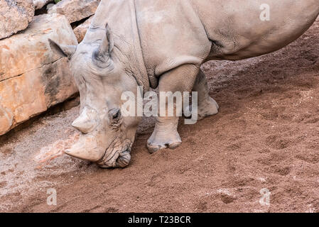 Les animaux de grande taille, rhinoceros reniflant le sol à la recherche de nourriture avec sa corne. Banque D'Images