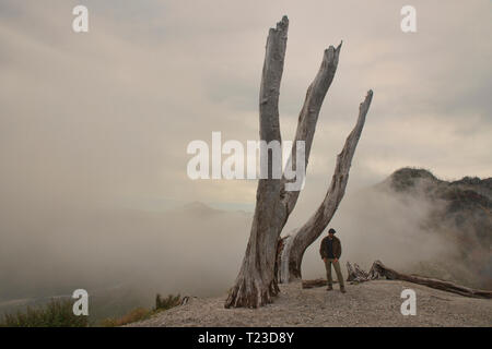 Les arbres étranges détruit par l'éruption du volcan Chaitén Pumalin, Parc National, Patagonie, Chaitén, Chili Banque D'Images