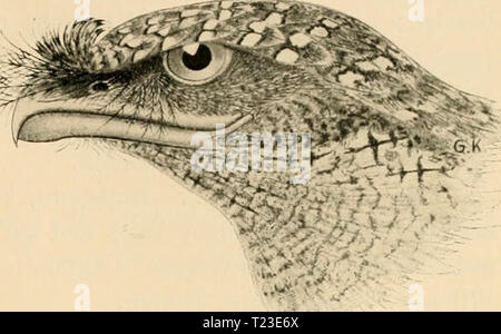 Image d'archive à partir de la page 156 de Die Vögel ; Handbuch der systematischen Die Vögel ; Handbuch der systematischen général dievgelhandbuc02reic Année : 1913 Coraciidae. Raken. 143 Fig. 57. P. papucnsis Qu. Gaini. (Fig-. 57). Auf g-rauem rostbräun- oder lichem Westfalica gewellt und schwarz und weiss- gebändert stellenweise lich o-etleckt. L. 500-550, Fl. 300 nnn. Neuguinea, Nordaustralien. P. strigoides (latte.). Kleiner als der Vorige und mit schwarzen Schaftstrichen gezeichnet. L. 480, EL 270 mm. Amérique, Tas- manien. P. ocellatus Qu. Réclamation. Auf rostfarbenem blassbräunlic Westfalica mit kleinen, Banque D'Images