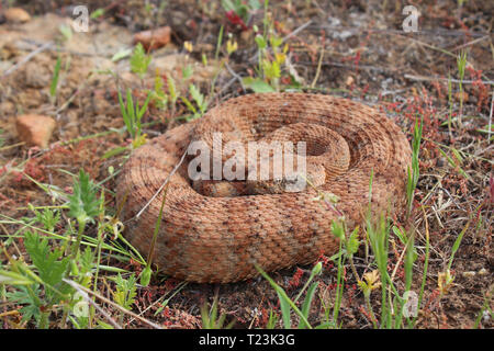 Le Crotale de l'Ouest (Crotalus mitchellii) Banque D'Images