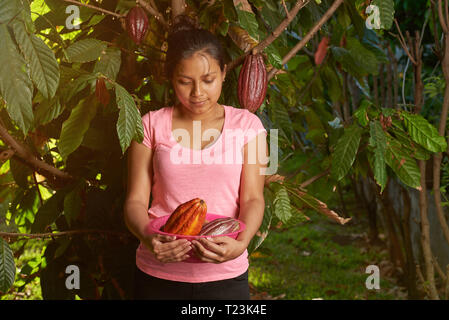Farmer girl holding cabosses de cacao sur fond de soleil d'été Banque D'Images