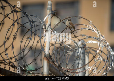 Sparrow bird sur du fil de fer barbelé Banque D'Images