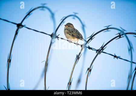 Sparrow bird sur du fil de fer barbelé Banque D'Images