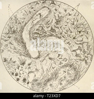 Image d'archive à partir de la page 359 de la pathologie et le diagnostic différentiel la pathologie et le diagnostic différentiel des maladies infectieuses des animaux Année moorrich differentpathology00 : 1908 336 PNEUMONOMVCOSIS pas manger, était faible et déprimé, respiration pénible et de 40 pour aller à la minute. Pouls rapide. La percussion de la poitrine donne un son que les murs si tout était plus clair et plus fort Fig. 87. Drazving composite de l'article de nodules pulmonaires par l'intermédiaire d'origine aspergillus. F, en fibrine alvéoles. S, fruits des hyphes et des spores de champignon (Ravenel). à la plage de sons de percussion. Au moment de l'auscultation il Banque D'Images