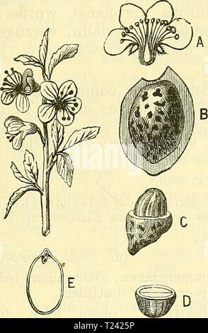 Image d'archive à partir de la page 534 de die wissenschaftliche Ausbildung des Apothekerlehrlings Banque D'Images