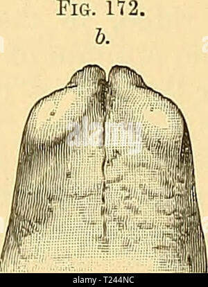 Image d'archive à partir de la page 223 d'un Dinocerata Dinocerata monographie de : une monographie de l'ordre éteint des mammifères gigantesques dinoceratamonogr00mars Année : 1886 DINOCERATA 200. Bois gravés Dinoceras laticeps, Marsh. (X-XIV, XLIII.) ' : 14, p. 19 ; 22 ; 27, p. 25, p. 26 ; 33 ; 47, p. 30, p. 43 ; 50 et 112, p. 103 ; 136, p. 138, 139, 140, p. 149. I, p. 44 ; 57, 58, p. 54 ; Marsh, American Journal of Science and Arts (3), Tome I, p. 301, octobre, 1873 ; tome XI, p. 164, la Planche V, Février, 1876. Osborn et Speir (Uintatherium laticeps).-American Journal of Science and Arts (3), Vol. XVII, p. 3G4, 305, Banque D'Images