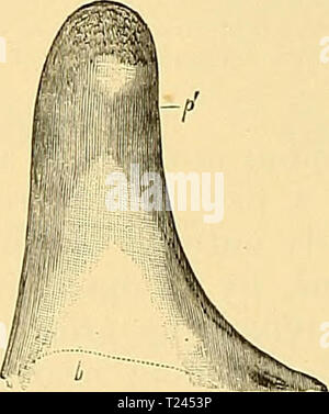 Image d'archive à partir de la page 237 d'un Dinocerata Dinocerata monographie de : une monographie de l'ordre éteint des mammifères gigantesques dinoceratamonogr00mars Année : 1886 Figure 191.-Loft-protubei maxillaire d Tinoceras anco longiceps, Marsh (No. 1256, femmes) ; vue de côté. Figure 192.-pariétal gauche de protubérance même crâne ; vue de côté. La ligne en pointillé indique les grandes lignes de l'caviiies {a et b) à la base de chaque spécimen. Les deux chiffres sont un-iourth.u taille naturelle. Banque D'Images