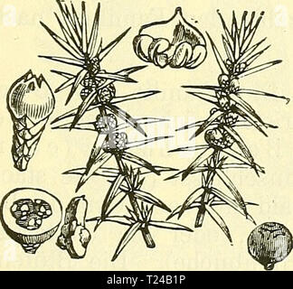 Image d'archive à partir de la page 484 de die wissenschaftliche Ausbildung des Apothekerlehrlings Banque D'Images