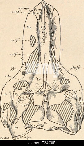 Image d'archive à partir de la page 622 de Die stämme der wirbeltiere (1919) Die stämme der wirbeltiere diestmmederwir00abel Année : 1919 Reptilia. 601 ant.naK w unl.fi Ut./e V - Orb. r**g- auhfen Mo.S027H Fig. 468. Des Oberansicht Schädels von Tyrannosaurus rex von Montana, rekonstruiert. (Nach H. Schädel Öffnungen : ant. nar.  = François Nasenöffnung. ant.f.','ant. f.','ant. f.» präorbitalen - Die drei Fenster. /. /.  = Fenster im Jugale. orb.  = Orbita. lat. Jen.  = Fenestra temporalis lateralis. sup.fen.  = Fenestra temporalis superior. Mx. orb. fewo.  = Na. Op. o. Schädelknochen : Fr.  = frontale. Ju.  = Ju Banque D'Images