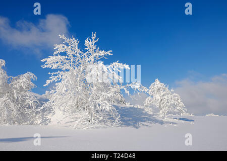 Arbres couverts de neige en hiver paysage. Monts métallifères, Erzgebirge, Saxe, Allemagne. Banque D'Images