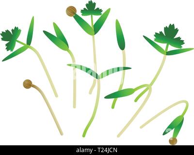 Microgreens de coriandre. Groupe de plantes. Supplément de vitamines, de nourriture vegan Illustration de Vecteur
