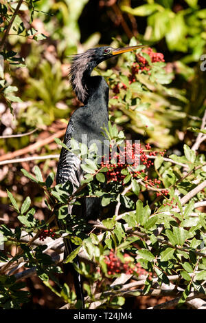 Anhinga Anhinga anhinga (mâle) perché dans un arbre à Big Cypress Bend Boardwalk, Florida, USA Banque D'Images