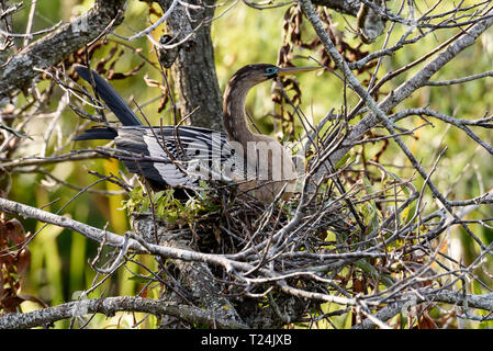 Anhinga Anhinga anhinga (femelle) assis sur un nid de Shark Valley, Parc National des Everglades, Florida, USA Banque D'Images