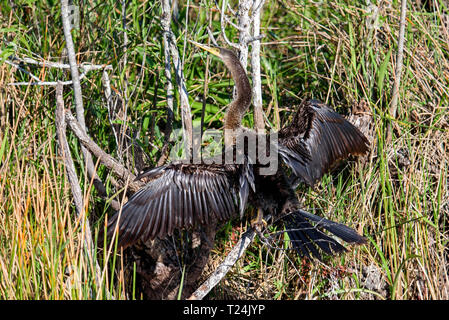 Anhinga Anhinga anhinga (femelle) sécher ses ailes bien que perché sur une branche, l'anhinga Trail, Parc National des Everglades, Florida, USA Banque D'Images