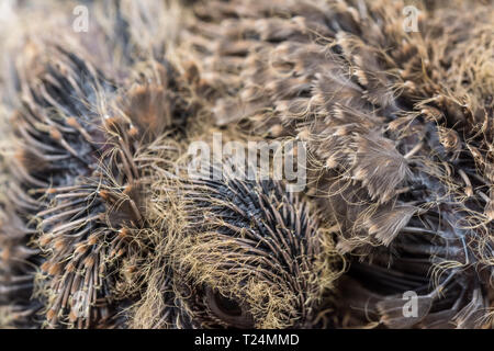 Baby Laughing dove (Streptopelia senegalensis) feedlings - nouveau-né en attente dove nest pour la nourriture avec la croissance de nouvelles plumes - Macro - vraiment fermer Banque D'Images