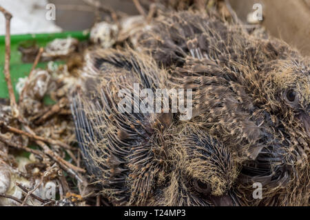 Baby Laughing dove (Streptopelia senegalensis) feedlings - nouveau-né en attente dove nest pour la nourriture avec la croissance de nouvelles plumes - Macro - vraiment fermer Banque D'Images