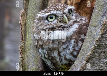 Un magnifique hibou dans un trou d'arbre Banque D'Images