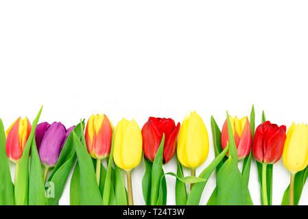 Rangée de tulipes fleurs multicolores frais isolé sur un fond blanc avec copie espace Banque D'Images
