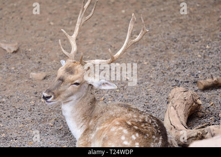 Portrait of a male fallow deer assis sur le sol Banque D'Images