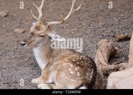 Portrait of a male fallow deer assis sur le sol Banque D'Images