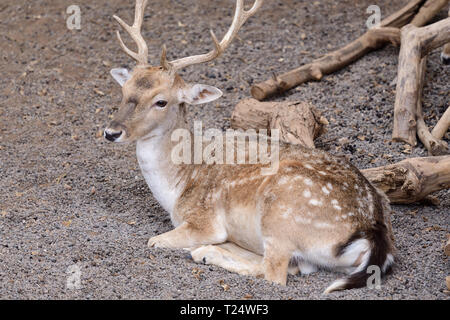 Portrait of a male fallow deer assis sur le sol Banque D'Images