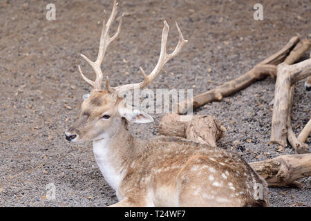 Portrait of a male fallow deer assis sur le sol Banque D'Images