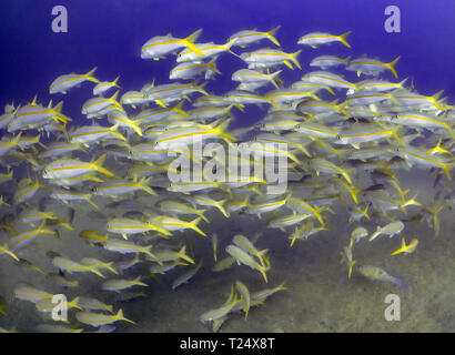 Goatfish mexicain (Mulloidichthys dentatus) Banque D'Images