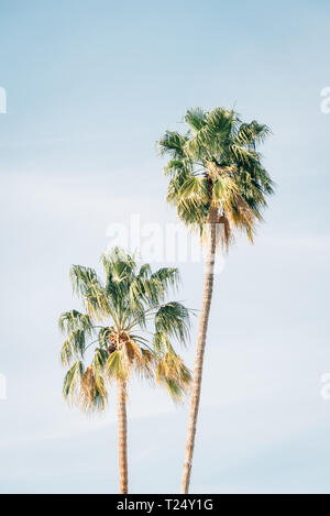Palmiers à Palm Springs, Californie Banque D'Images