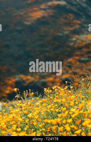 Coquelicots de Walker Canyon, dans la région de Lake Elsinore, Californie Banque D'Images