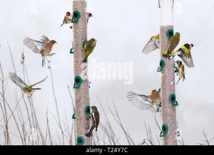 Oiseaux se nourrissant chez Bird Feeders, Royaume-Uni Banque D'Images