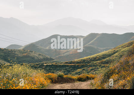Coquelicots le long de la Walker Canyon Trail avec vue sur les collines et montagnes à Lake Elsinore, Californie Banque D'Images