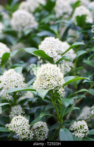 Skimmia japonica 'Fragrans' fleurs. Banque D'Images