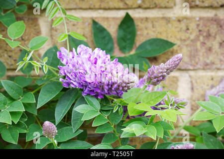 Wisteria frutescens 'Longwood' fleur pourpre. Banque D'Images