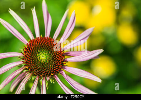 Close-up of pink flowerhead bleuet, Echinacea purpurea 'Brilliant Star', combinée avec des fleurs jaunes contrastantes Banque D'Images