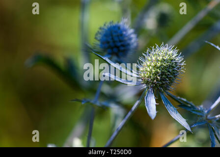 Holly mer, bleu, eryngo ou Eryngium planum, close-up avec arrière-plan flou, paysage Banque D'Images