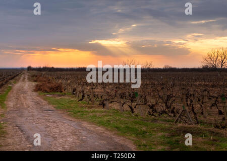 Chemin menant à vignobles dans le comté de Vrancea, en Roumanie, en voyant le coucher du soleil. Paysage au début du printemps Banque D'Images