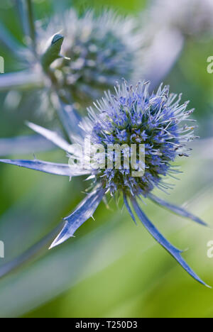 Holly mer, bleu, eryngo ou Eryngium planum, close-up avec arrière-plan flou, portrait Banque D'Images