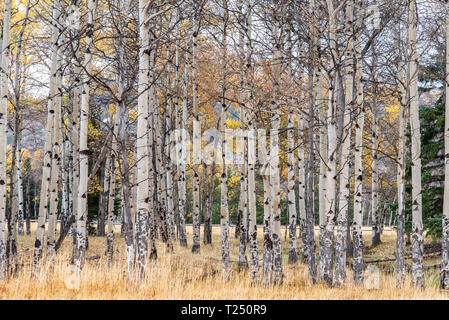 Quaking trembles (Populus tremuloides) tournent au jaune à l'automne dans le haut pays du Wyoming Banque D'Images