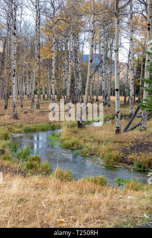 Quaking trembles (Populus tremuloides) tournent au jaune à l'automne dans le haut pays du Wyoming Banque D'Images