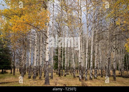 Quaking trembles (Populus tremuloides) tournent au jaune à l'automne dans le haut pays du Wyoming Banque D'Images