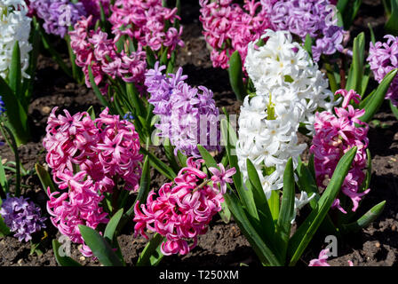 Hyacinthus fleurs en multicolor Banque D'Images