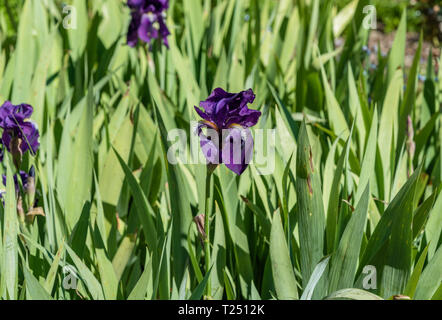 Belle purple iris fleurs lumineuses sur un jour de printemps de la Californie du Sud Banque D'Images