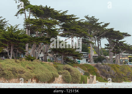 Cyprès (Cupressus macrocarpa) des arbres le long de la plage de Carmel à Carmel, en Californie, aux États-Unis. Banque D'Images